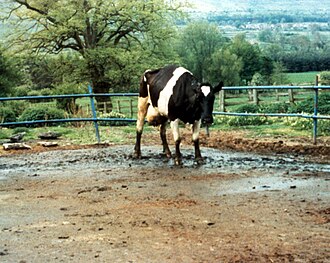 This cow with BSE displays abnormal posturing and weight loss.