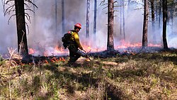 Prescribed fire in ponderosa pine forest in eastern Washington, United States, to restore ecosystem health