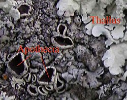 Disc-like apothecia (left) and thallus (right) on a foliose lichen