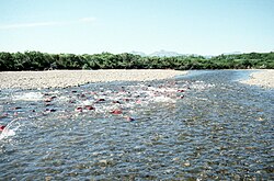 Spawning sockeye salmon in Becharof Creek, Becharof Wilderness, Alaska