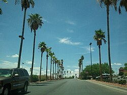 Palm trees in East El Paso