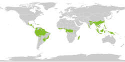 Tropical rainforest map