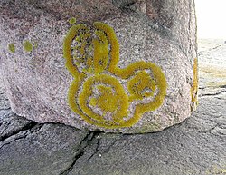 Lichen grown in a Mickey Mouse shape