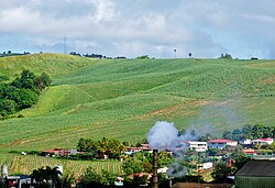 Sugarcane cultivation
