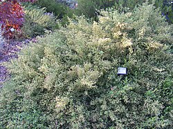 Baccharis pilularis 'Pigeon Point' flowering in a garden.