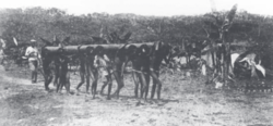 A group of Huitoto natives, forced to work on a plantation belonging to Julio César Arana