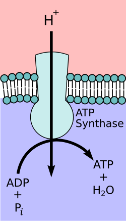 ATP synthase uses the chemiosmotic proton gradient to power ATP synthesis through oxidative phosphorylation.