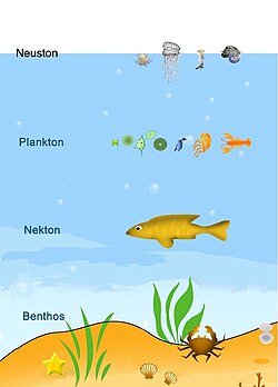 Plankton (organisms that drift with water currents) can be contrasted with nekton (organisms that can swim against water currents) and benthos (organisms that live at the ocean floor). There are also neuston (organisms that live at the ocean surface). Neuston that cannot swim against currents or the wind are a special subset of plankton.