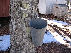 A maple syrup tap