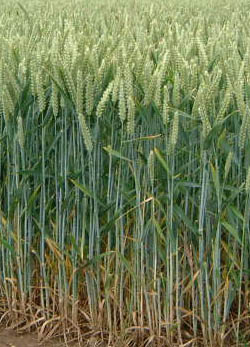 Wheat has arbuscular mycorrhiza.