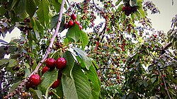 Ripe sweet cherries in Tehran