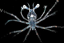 Larva stage of a spiny lobster