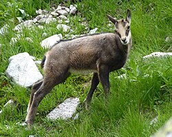 Rupicapra rupicapra tatrica in the Tatra Mountains