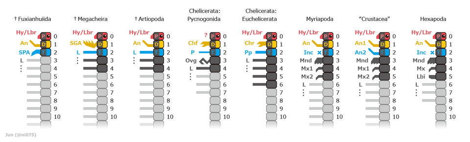 Formation of anterior segments across arthropod taxa based on gene expression and neuroanatomical observations,[3][4] Note the chelicera(Ch) and chelifore(Chf) arose from somite 1 and thus correspond to the first antenna(An/An1) of other arthropods.