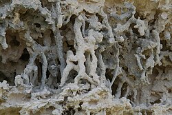 Rhizolith group produced by wind erosion.