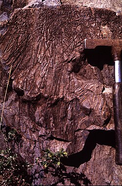 Komatiite lava at the type locality in the Komati Valley, Barberton Mountainland, South Africa, showing the distinctive "spinifex texture" formed by dendritic plates of olivine (scale shown by a hammer on the right edge of photo)