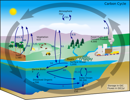 Diagram of the carbon cycle. The black numbers indicate how much carbon is stored in various reservoirs, in billions tonnes ("GtC" stands for gigatonnes of carbon; figures are c. 2004). The purple numbers indicate how much carbon moves between reservoirs each year. The sediments, as defined in this diagram, do not include the ≈70 million GtC of carbonate rock and kerogen.