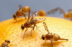 Fruit flies are a common vector that transports ambient or "wild" yeast strains within wineries.