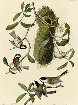 Plate from Audubon's Birds of America