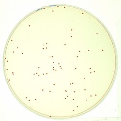 A picture of Staphylococcus aureus colonies growing on an agar plate (photographed in transmitted light). Such homogeneously spread colonies are suitable for CFU enumeration.
