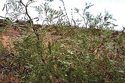 The bean pods of the mesquite (above) can be dried and ground into flour, adding a sweet, nutty taste to breads