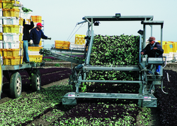 Farming near Yuma in 2011