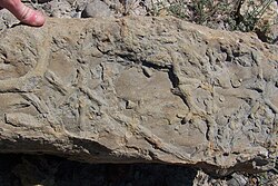 Burrows in a turbidite, made by crustaceans, San Vincente Formation (early Eocene) of the Ainsa Basin, southern foreland of the Pyrenees