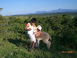 Two children with their donkey in the state of Veracruz, 2008