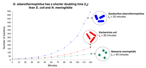 G. stearothermophilus has a shorter doubling time (td) than E. coli and N. meningitidis. Growth rates of 2 bacterial species will differ by unexpected orders of magnitude if the doubling times of the 2 species differ by even as little as 10 minutes. In eukaryotes such as animals, fungi, plants, and protists, doubling times are much longer than in bacteria. This reduces the growth rates of eukaryotes in comparison to Bacteria. G. stearothermophilus, E. coli, and N. meningitidis have 20 minute,[21] 30 minute,[22] and 40 minute[23] doubling times under optimal conditions respectively. If bacterial populations could grow indefinitely (which they do not) then the number of bacteria in each species would approach infinity (∞). However, the percentage of G. stearothermophilus bacteria out of all the bacteria would approach 100% whilst the percentage of E. coli and N. meningitidis combined out of all the bacteria would approach 0%. This graph is a simulation of this hypothetical scenario. In reality, bacterial populations do not grow indefinitely in size and the 3 species require different optimal conditions to bring their doubling times to minima. Time in minutes% that is G. stearothermophilus 3044.4% 6053.3% 9064.9% 12072.7% →∞100% Time in minutes% that is E. coli 3029.6% 6026.7% 9021.6% 12018.2% →∞0.00% Time in minutes% that is N. meningitidis 3025.9% 6020.0% 9013.5% 1209.10% →∞0.00% Disclaimer: Bacterial populations are logistic instead of geometric. Nevertheless, doubling times are applicable to both types of populations.