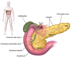 The head, body, and tail of the pancreas: The stomach is faded out in this image to show the entire pancreas, of which the body and tail lie behind the stomach, and the neck partially behind.