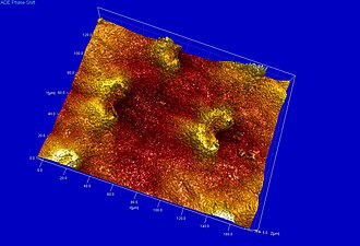 Figure 18. Lunate cells of Nepenthes khasiana visualized by Scanning White Light Interferometry (SWLI)