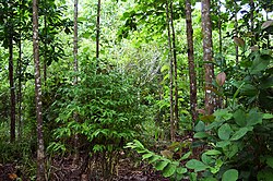 A forest, six years after reforestation efforts in Panama.