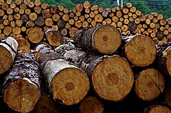 Logs from a community forest in Oaxaca, Mexico