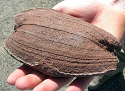 The smooth texture of this basaltic volcanic bomb is aphanitic.