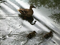 Superposition of almost plane waves (diagonal lines) from a distant source and waves from the wake of the ducks. Linearity holds only approximately in water and only for waves with small amplitudes relative to their wavelengths.