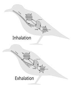 On inhalation, air travels to air sacs near the back of a bird. The air then passes through the lungs to air sacs near the front of the bird, from where the air is exhaled.