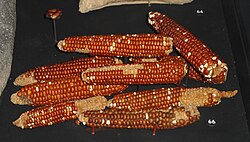 Corn was a vital source of food for Indigenous communities across the Northern Hemisphere. Sophisticated farming techniques were used to cultivate the crop throughout the American continent.