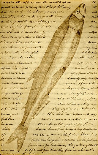 "Candlefish" or "Eulachon" (Thaleichthys pacificus) art is the first ever documentation of this species in a Lewis and Clark Expedition journal on February 25, 1806.[16][17]
