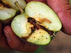 Codling moth larva tunnelling inside an apple