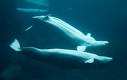 Beluga whales