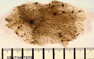 Closeup picture of a Limu o Pele volcanic sheet glass fragment.
