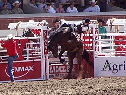 Rider at the Calgary Stampede rodeo, 2002