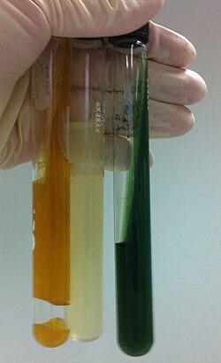 Stab Cultures after inoculation by inoculation needle with E. coli from left to right: TSI, Soft nutrient, Simmons Citrate agar