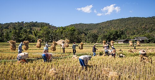 Thailand has long been one of the largest rice exporters in the world. Forty-nine per cent of Thailand's labour force is employed in agriculture.[255]