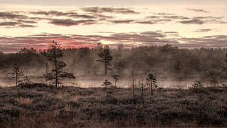 Fog rising over the Mukri bog near Mukri, Estonia. The bog has an area of 2,147 hectares (5,310 acres) and has been protected since 1992.