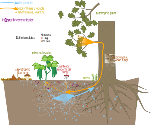 Nutrient exchanges and communication between a mycorrhizal fungus and plants.