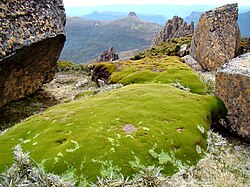 A cushion plant growing on Mount Ossa, Tasmania.