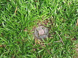 Anti-personnel mine in Cambodia