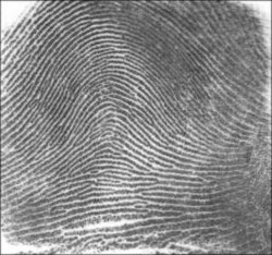 A non-tented fingerprint arch