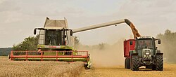 Harvesting wheat with a combine harvester accompanied by a tractor and trailer